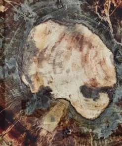 Kim Seybert Dinnerware/Barware Fossil Drink Coasters In Multi, Set Of 4 In A Gift Box