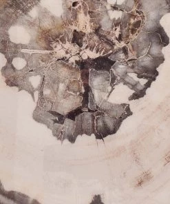 Kim Seybert Petrified Wood Drink Coasters In Multi, Set Of 4 In A Gift Box Dinnerware/Barware