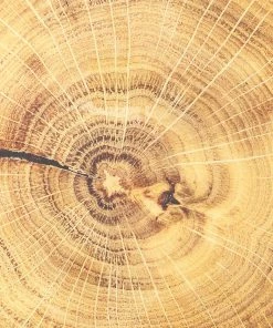 Kim Seybert Woodland Placemat In Natural & Brown, Set Of 4