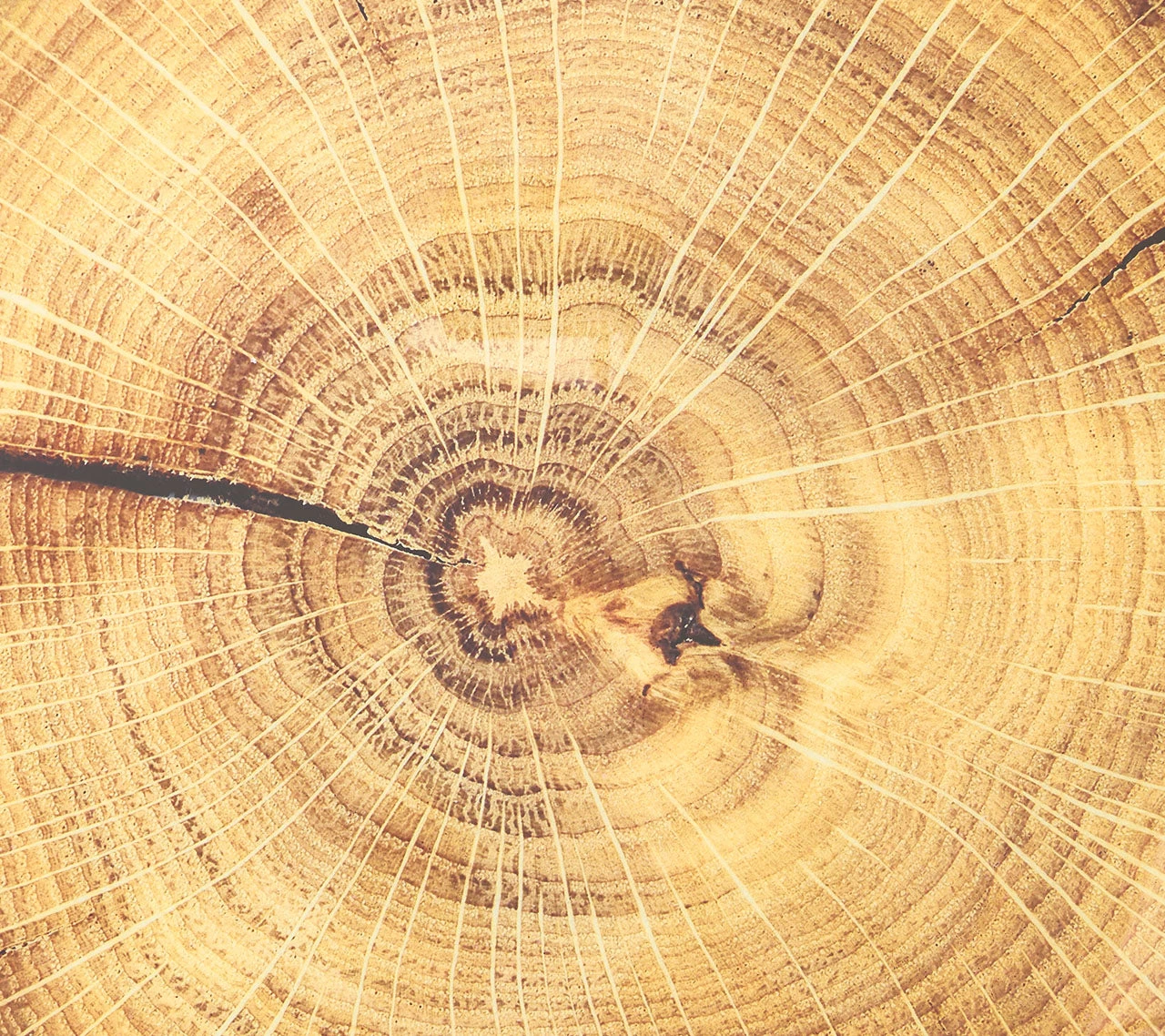 Kim Seybert Woodland Placemat In Natural & Brown, Set Of 4