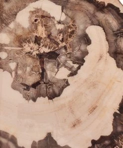 Kim Seybert Placemats Petrified Wood Placemat In Natural & Brown, Set Of 4